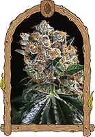 Malasaña Cookies Feminised Seeds