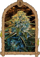 Z & Z Feminised Seeds