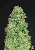 CBD 20:1 Auto Feminised Seeds