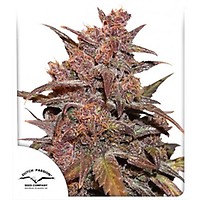 Blackberry Kush CBD Auto Féminisée Graines