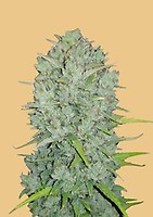 Original Northern Lights Auto Feminised Seeds