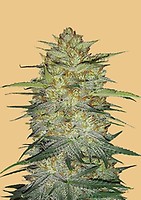 Original OG Kush Auto Feminised Seeds
