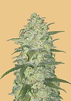 Original White Widow Auto Feminised Seeds