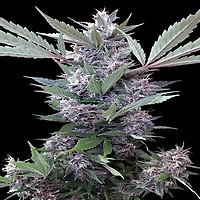 Bubba Kush x PCK Féminisée Graines