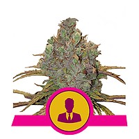 El Patron Feminised Seeds