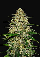 Wedding Cheesecake Auto Feminised Seeds