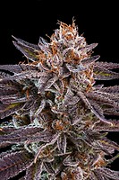 OMG Feminised Seeds