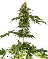 Cobalt Haze Feminised Seeds