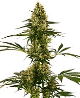 Blue Bullet Auto Feminised Seeds