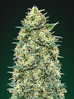 White Widow Auto Féminisée Graines