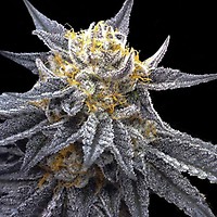SSOG Feminised Seeds (Crockett Family Farms)