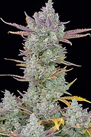 Gorilla Cookies Auto Feminised Seeds