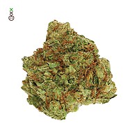 Blue Monkey CBD Feminised Seeds