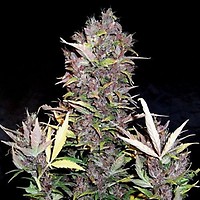Purple Ryder Auto Feminised Seeds