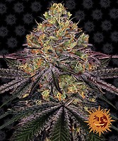 Watermelon Zkittlez Féminisée Graines