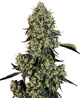 OG Kush Feminised Seeds