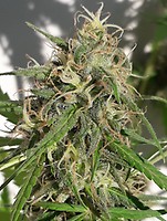 New Caledonia Regular Seeds