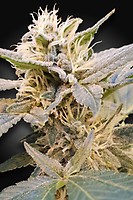 Delight CBD Feminised Seeds (CBDelight‚Ñ¢)