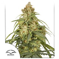 CBD-Victory Auto Féminisée Semences