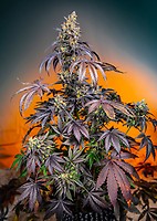 Red Gorilla Girl XL Auto Feminised Seeds