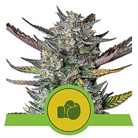 Purple Punch Auto Feminised Seeds