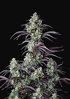 Mimosa Cake Auto Feminised Seeds