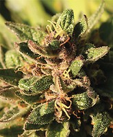 Pineapple Muffin Feminised Seeds