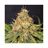 Only CBD Feminised Seeds