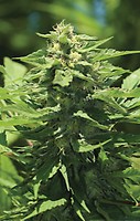 Trainwreck Auto Féminisée Graines
