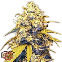 Strawberry Cake Auto Feminised Seeds