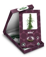 Michka Feminised Seeds