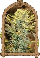 Hippieberry Feminised Seeds
