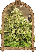 Exotic Pure CBG Feminised Seeds