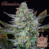 Buddha Classics Diesel Auto Féminisée