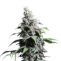 Pineapple Poison Feminised Seeds