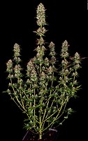 Apricot Candy Feminised Seeds
