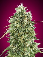 Bubble Gum CBD Feminised Seeds