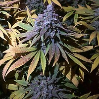 Grandaddy Purple RAPIDE Féminisée Semences - BULK