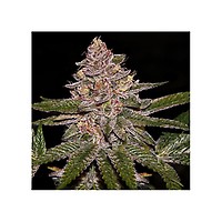Radical Juice Feminised Seeds