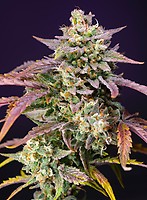 Purple Punch OG XL Auto Feminised Seeds