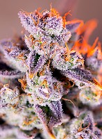 Tropicanna Poison XL Auto Feminised Seeds