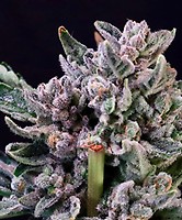 Gelato 41 Feminised Seeds
