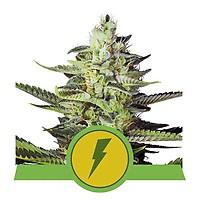 North Thunderfuck Auto Féminisée Graines