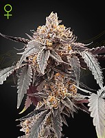 Guava x Gelato 41 Auto Feminised Seeds