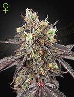 Gelato 41 x Gelato 41 Auto Féminisée Graines