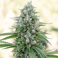 Critical Mango Feminised Seeds