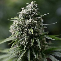 Critical+ 2.0 Feminised Seeds