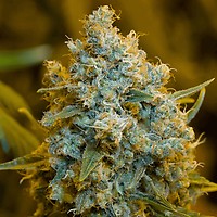 Critical Jack Feminised Seeds