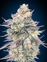 Blue Dream Feminised Seeds