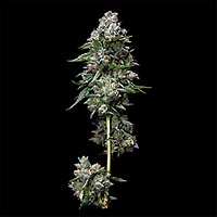 Kosher Kush Régulier Graines